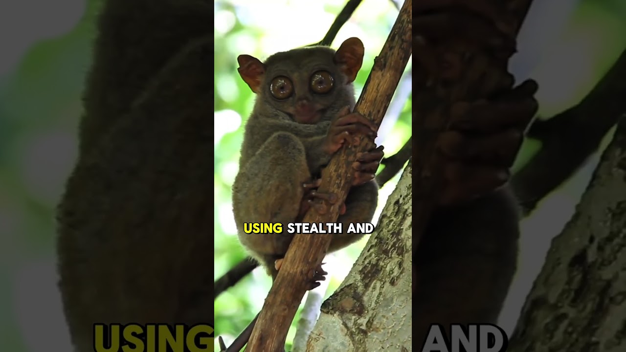 The Ninja of the Jungle: Meet the Tarsier! 