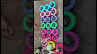 Senecio Cactus Gamla Asmr Eye Relax