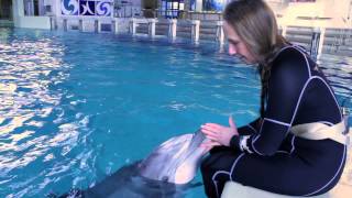 Kolmården Play - Hur Diar En Delfin?