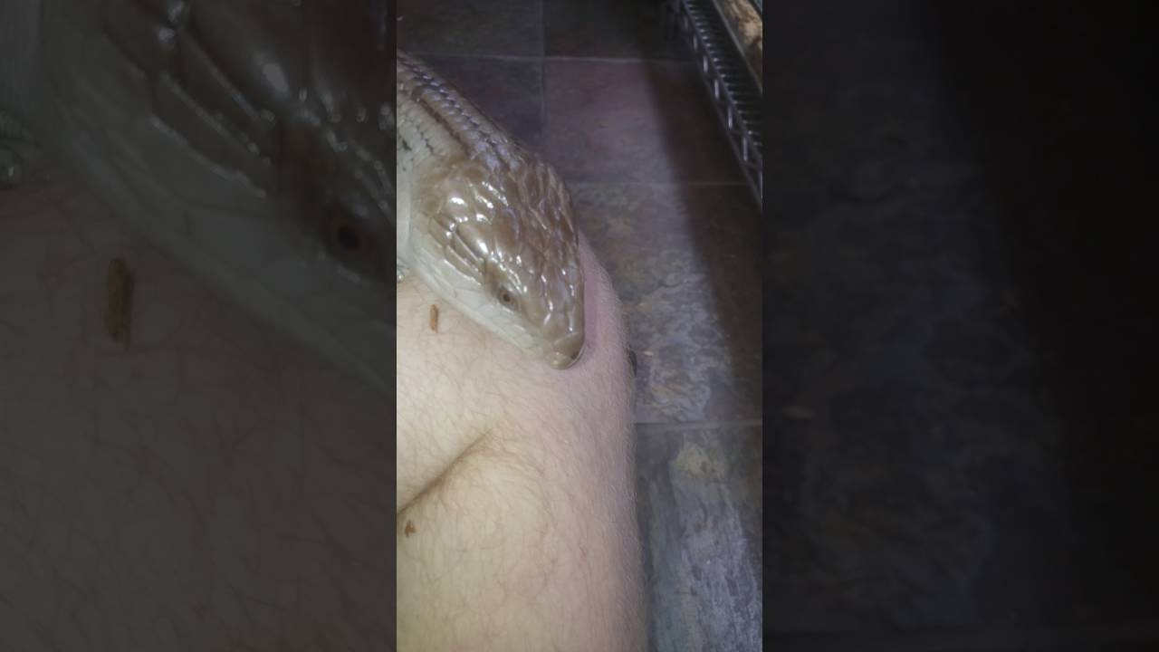 python class Northern Blue tongue skinks
