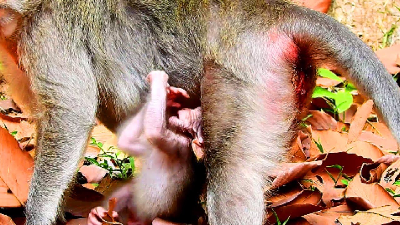 Julina feeling angry mum cos hungry milk, Why mum not give to baby 460