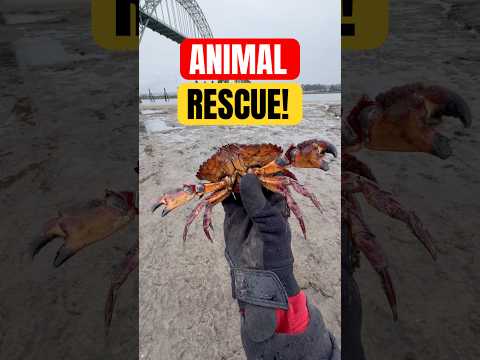 Rescuing Adorable Crab! 🥺 #animals #nature #shorts