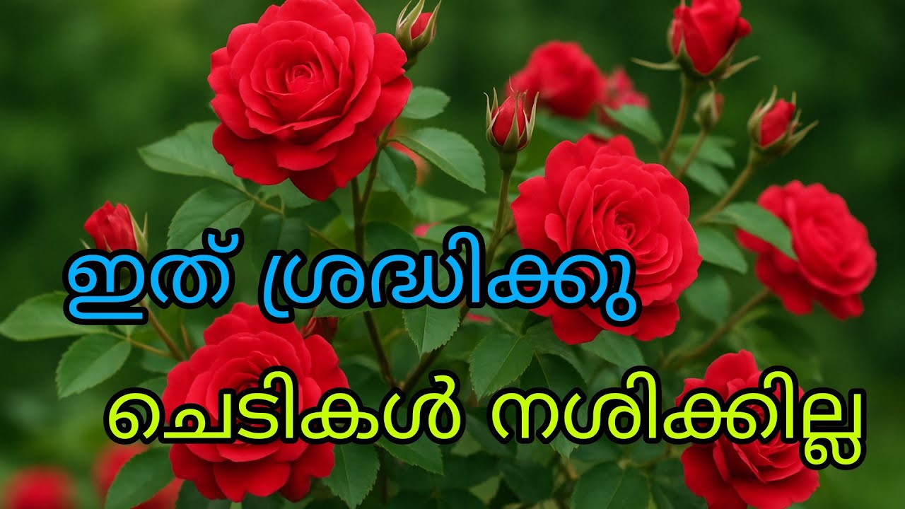 How to pot online Rose Plants |ഇങ്ങനെ ആണോ നിങ്ങൾ പോട്ട് ചെയ്യുന്നേ |