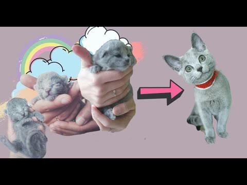 Wideo: Jak sprawić, by kot przestał syczeć (ze zdjęciami)