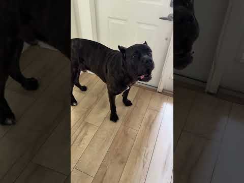 BRO IS 5 AND STILL LEARNING HOW TO ACT… 💀🤦‍♂️ #canecorso #trending #comedy #shorts