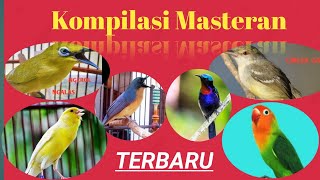 Masteran burung kecil || kompilasi pleci ciblek kristal konin tledekan gunung kenari lovebird