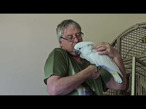 Daddy Hugs From Onni Cockatoo