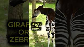 You Won't Believe These Amazing Okapi Facts! Discover Nature's Hidden Forest Wonder Today! | Facts