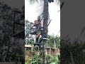 o agricultor que mora na roça inventou uma máquina manual de subir em árvores