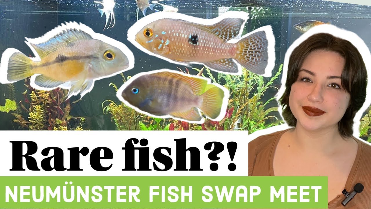 Rare Fish at Little Swap Meet- Fischbörse Neumünster