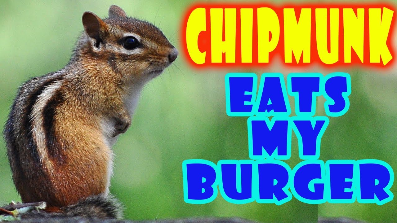 FUNNY Chipmunk eats my burger / БУРУНДУК УРВАЛ МОЙ БУТИК / NEW video Toronto ZOO by SanSanychTV