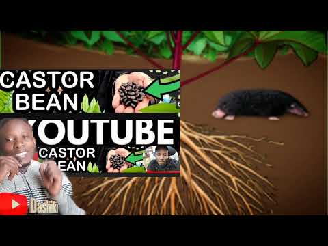 Unlock the Power of Castor Leaves as a Natural Pesticide!