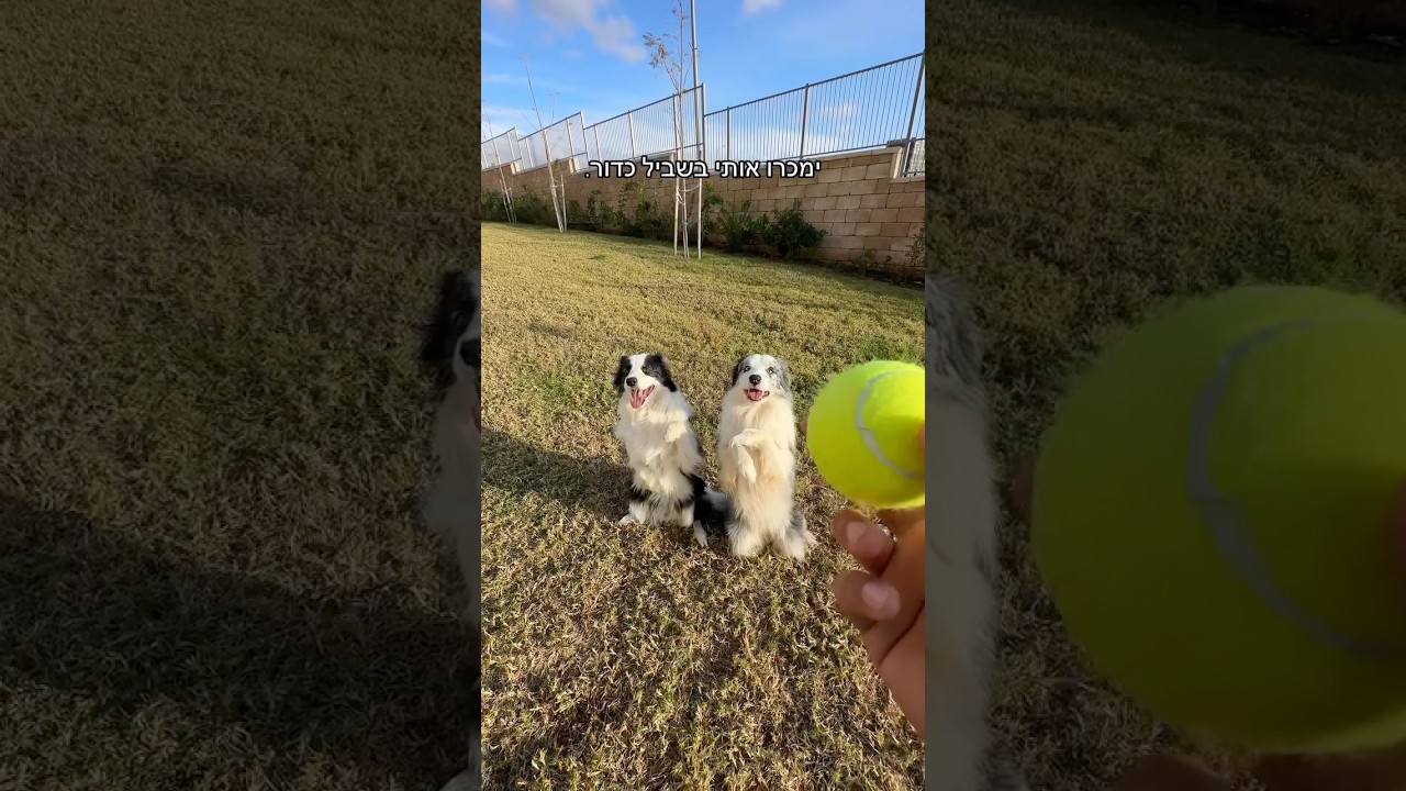 ״ימכרו אותי בשביל כדור״ 