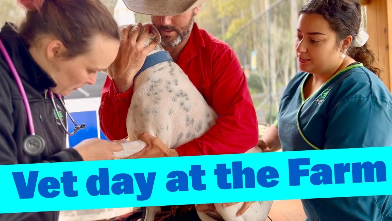 vet-day-at-the-farm-all-the-dogs-get-a-check-up-shelterdogs-mastiff