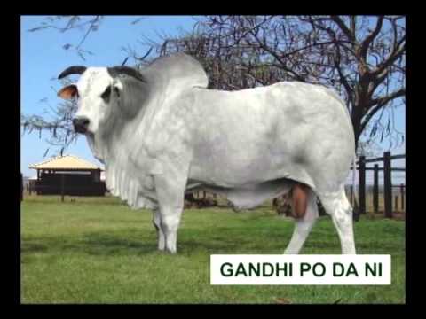 LOTE DE SÊMEN GANDHI PO DA NI