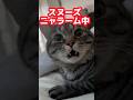 【早朝!!スヌーズ機能付ニャラームと噛みつきつきwで起きるママ②】#猫 #保護猫