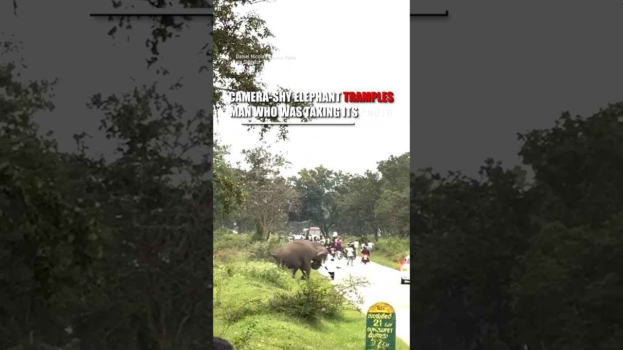 An Elephant Trampled A Man Who Startled It With Camera Flash Shorts Foxnews Animals