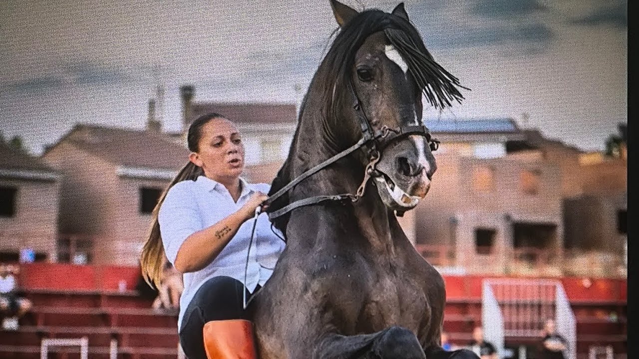 Baile sevillano y de caballos en torrelaguna Madrid