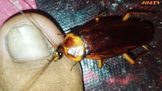 Kecoa Sembunyi Di Kaki