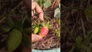 Strawberry plant mulching #gardening #strawberryfarming #strawberry #garden #plants #gardeningideas