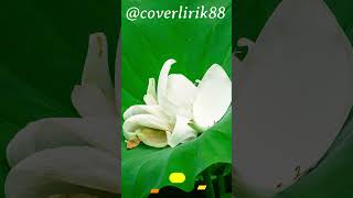 Download Lagu Tears In Heaven - Coverlirik88 | #shorts MP3 Download Lagu Tears In Heaven - Coverlirik88 | #shorts MP3