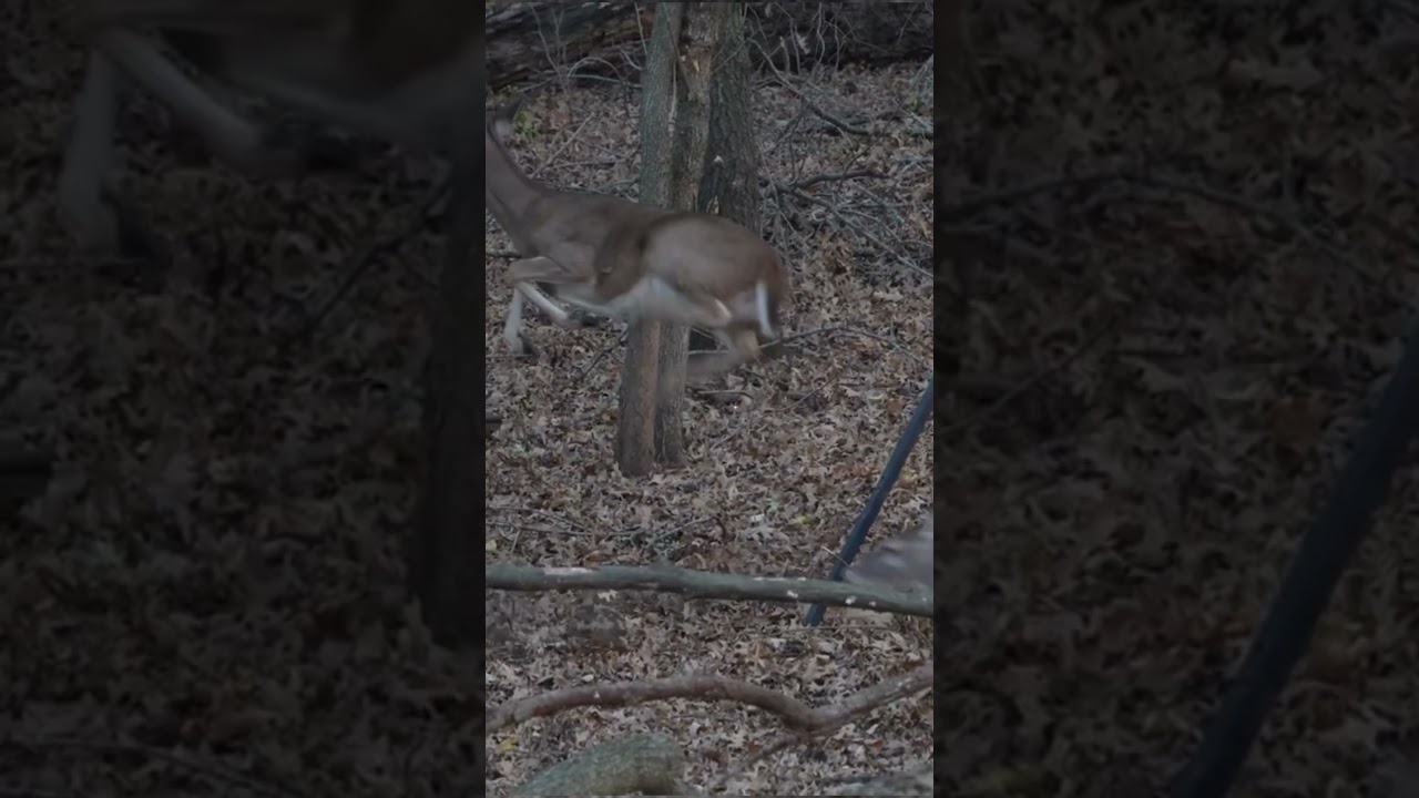 Epic Whitetail Deer Hunting Adventure