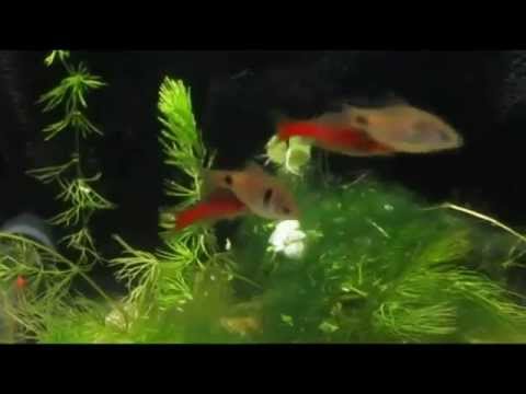 барбус алый