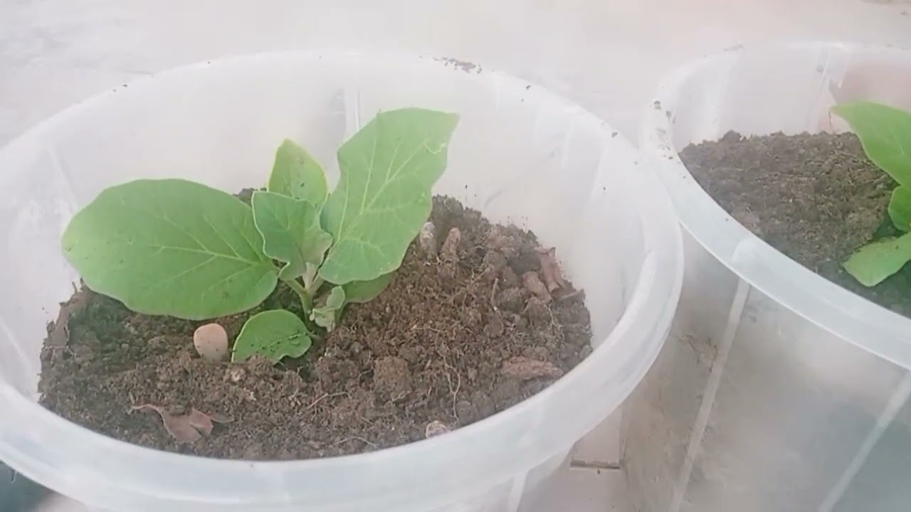 Maglipat tau ng punla nting talong @replanting @ofwlife @emsobetmixvlog9498