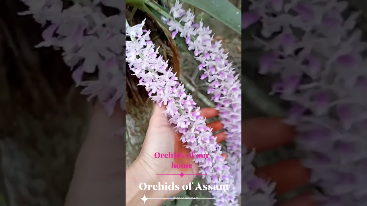 Orchids of Assam❤️❤️❤️
