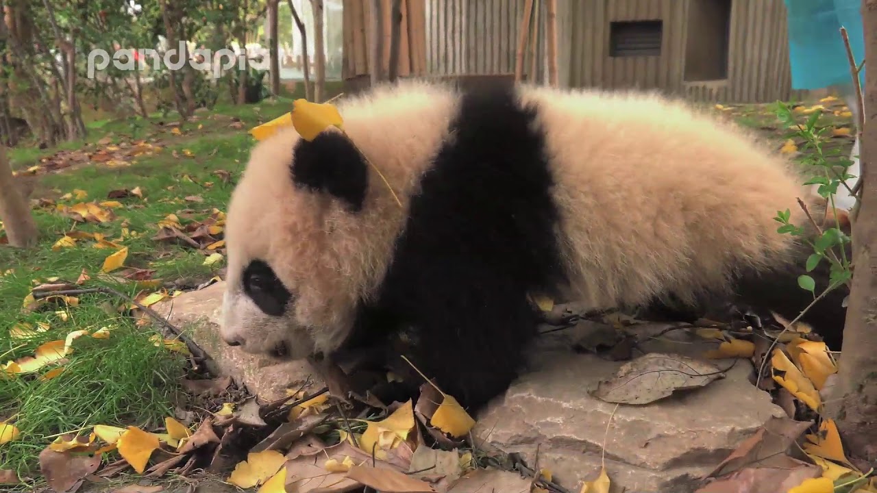 Panda Cheng Lan looks for keeper pandas merge
