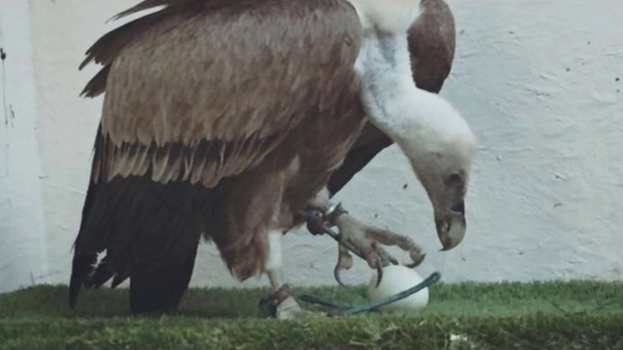 surprise egg toys rare 'male' vulture lays an egg at wildlife sanctuary, Harold , griffon vulture surprise egg