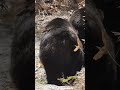 巨大ヒグマの雄2頭#北海道#ヒグマ#bear#animals#wildlife#動物#自然#サホロリゾートベアマウンテン#オソ18#狩猟#ハンティング#有害鳥獣駆除#ひぐま#熊#クマ#くま
