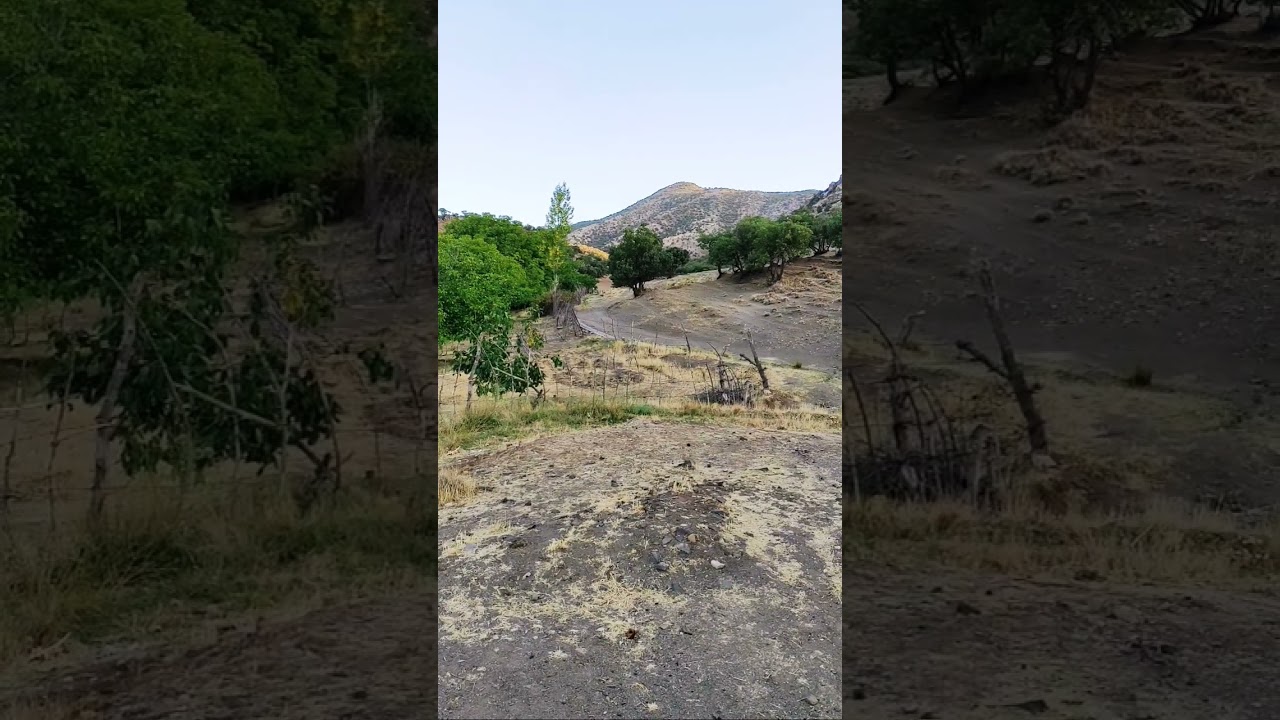 باغ گردو وسط جنگل‌های زاگرس 