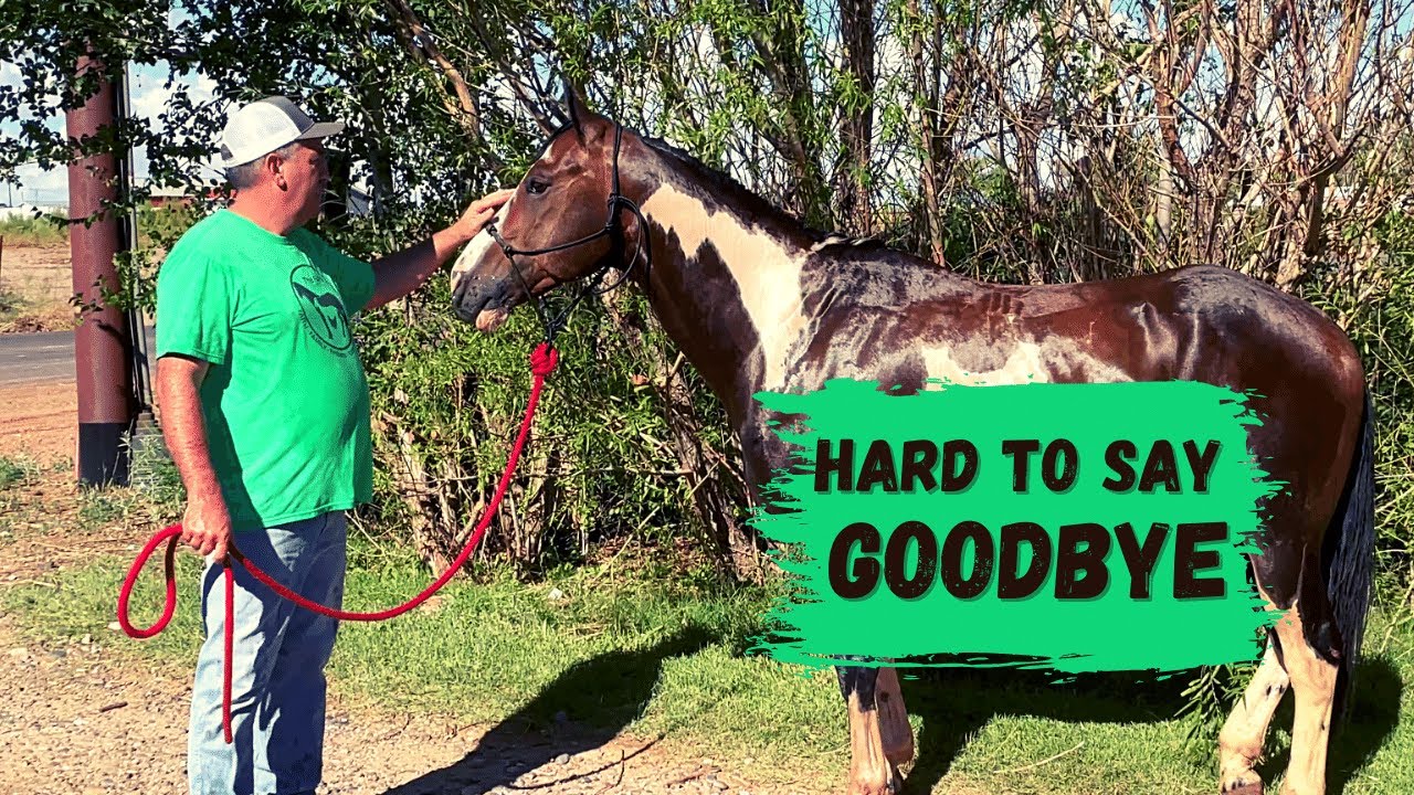 Shipping a HORSE to another YOUTUBE Channel YouTube