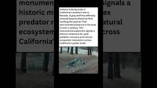 🐺 History Made: Gray Wolf Spotted in Sequoia After 100 Years! #wildlife #facts #nature #shorts