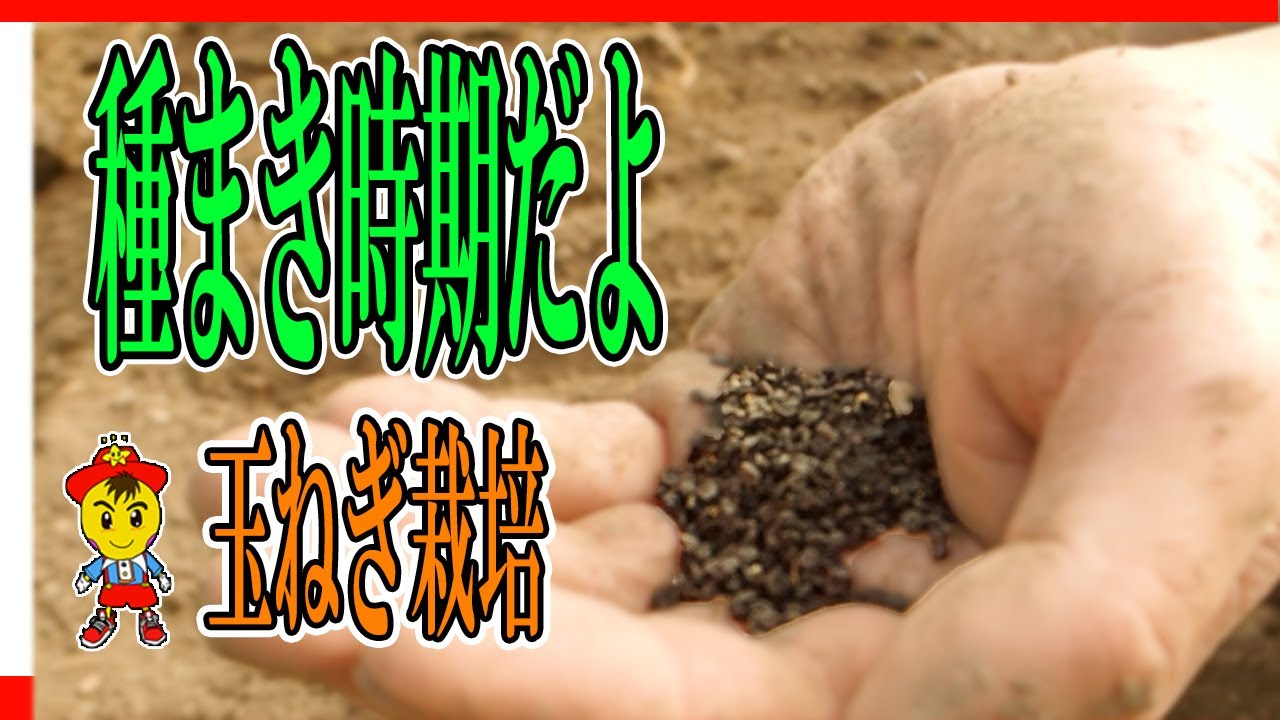 【自然栽培70】玉ねぎの種まき！ポイント解説！今年の玉ねぎの栽培紹介！大きな玉ねぎが出来るよ。