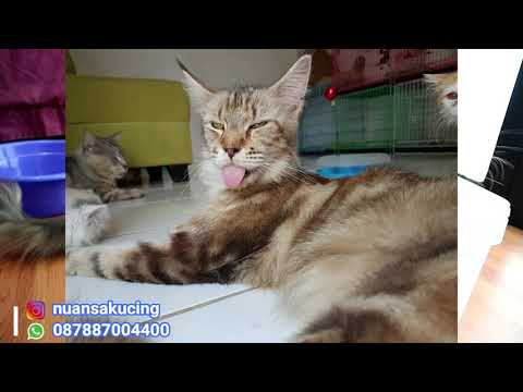 Video: Maine Coon Adalah Raksasa Berbulu