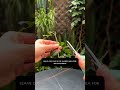 Secret Trick to Multiply Roses Fast (1000 Branches Hack!) 🌿