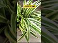 identification of ornamental plant # spider plant #gardening #students #nature #pleasesubscribe