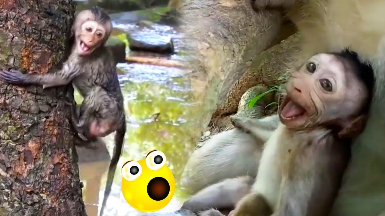 The baby monkey cried bitterly, while the mother monkey was indifferent