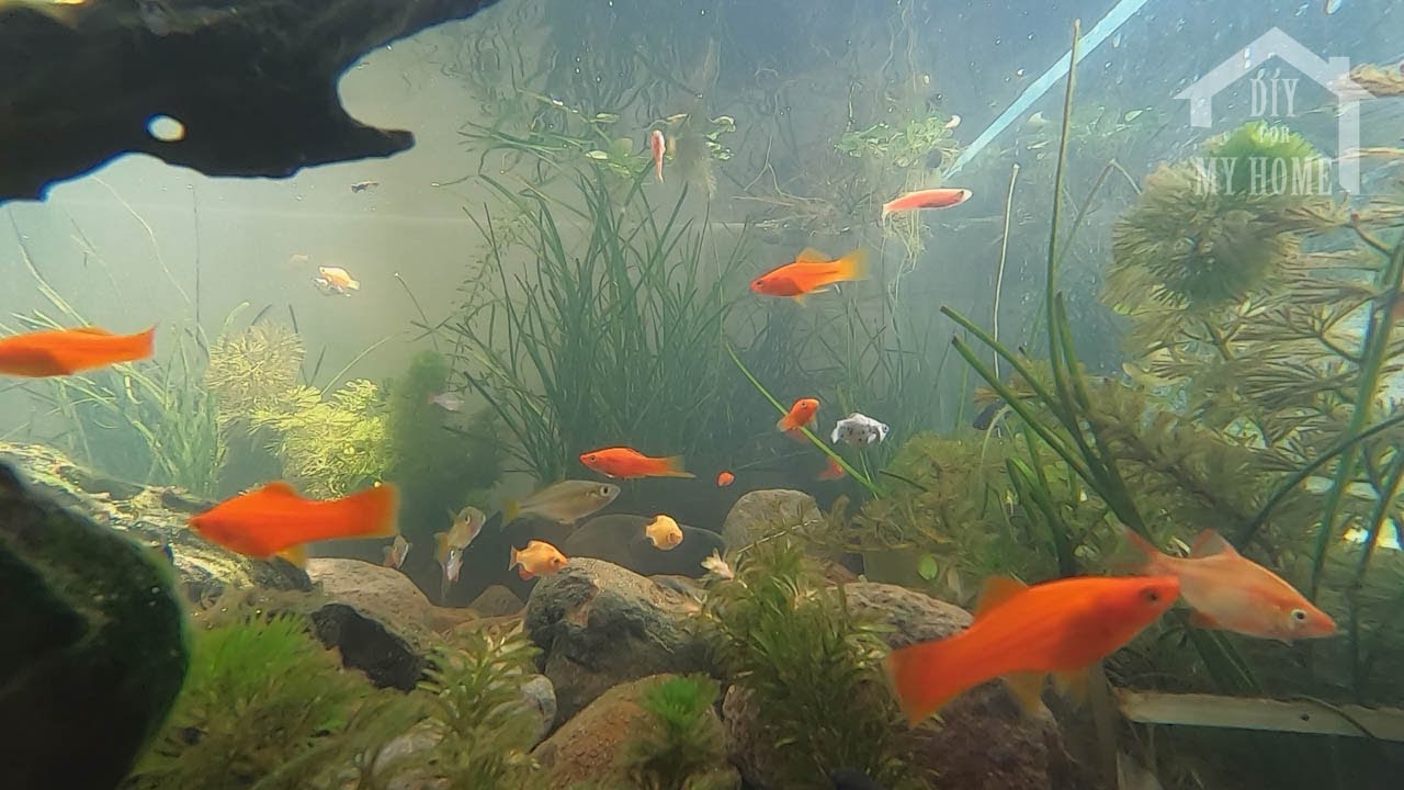 Make fish tank outdoor YouTube