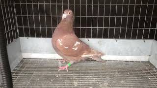 Sold to Wardo2364 in Mass - 9486 - Meulemans Cock