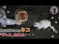 【緊急捜索】飼い主入院で外に遺棄された猫を保護
