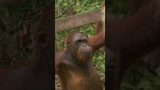 Chen Chen The Demolition Man | Orangutan Island | Animal Planet