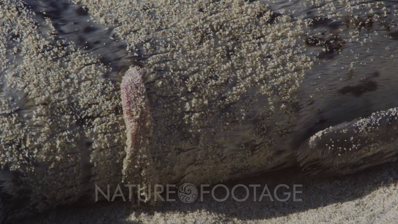 Pacific Harbor Seals (Phoca vitulina richardsi)