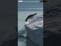 Penguin POO leads to incredible discovery 🐧💩 | Newsround #shorts