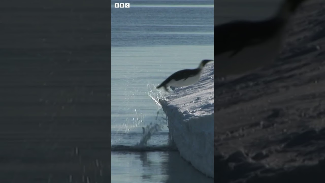 Penguin POO leads to incredible discovery 🐧💩 | Newsround 