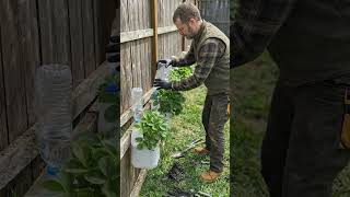 DIY Plastic Jugs Turned Into Self-Watering Inverted Drip System