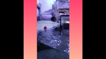 These sea otters were so funny 🤣.
