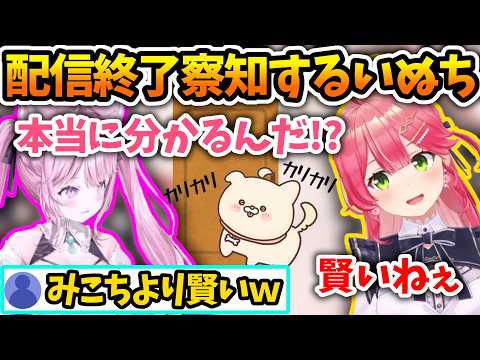 配信終了を察知してカリカリしてくる賢いいぬち【さくらみこ/博衣こより/ホロライブ切り抜き】